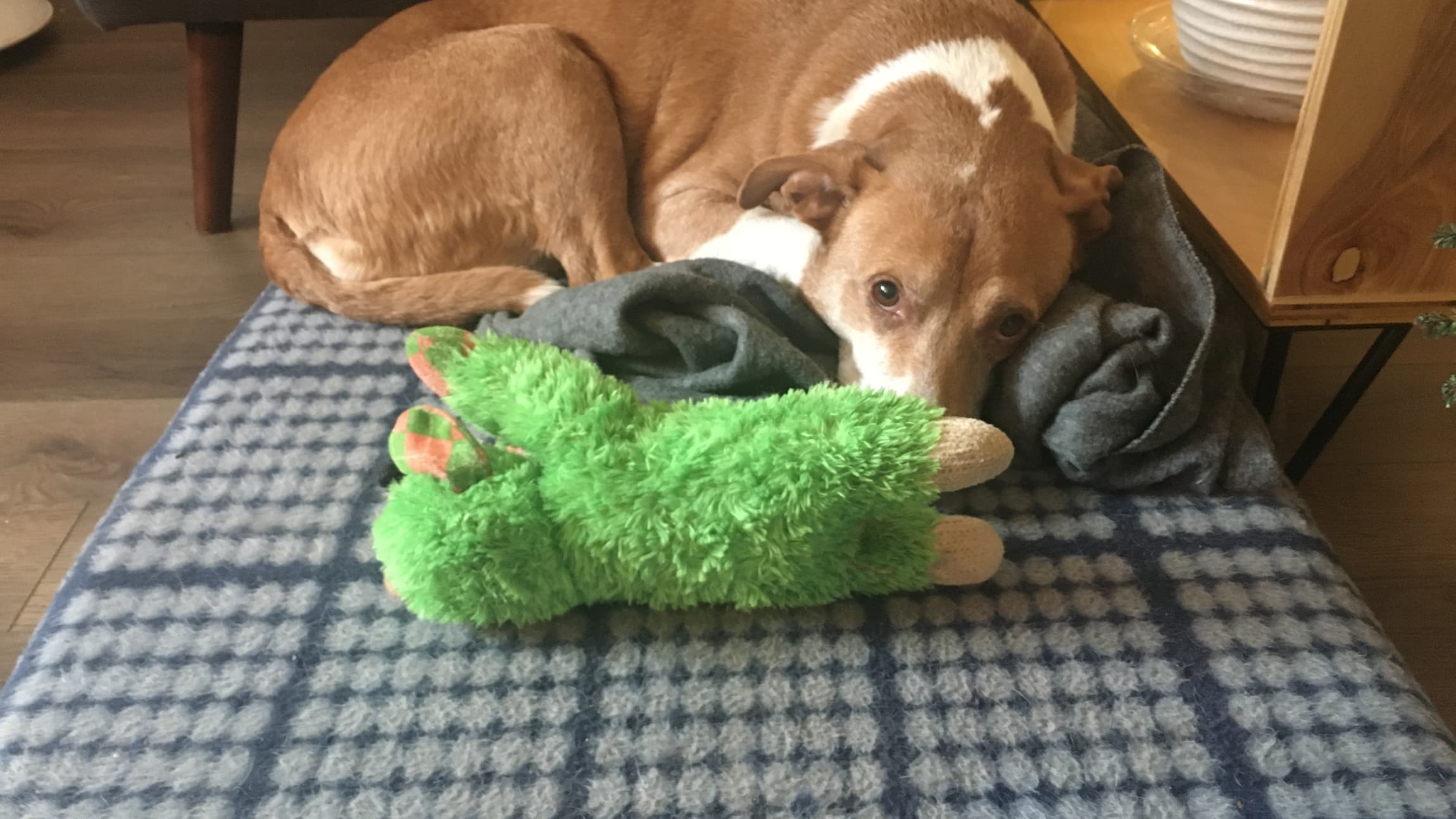 Photo of Elyse's dog, Sophie, curled up on her dog bed, getting ready for sleep. 