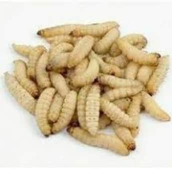 image of Wax Worms 24 bait count