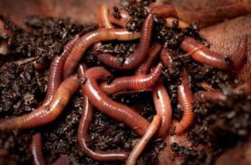image of Night Crawlers, 1 dozen