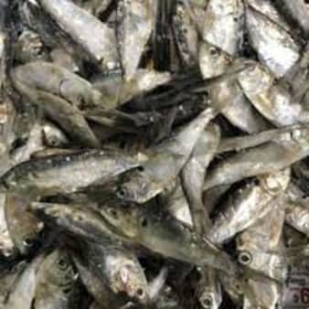 image of Salted Emerald Shiners