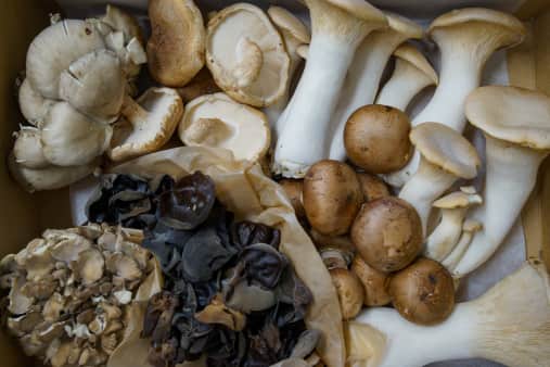 Mushroom Toast