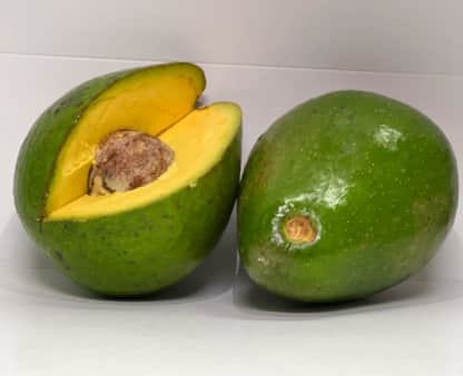 image of Avocado