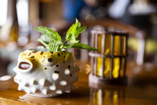 Pufferfish – Violet Aquarium