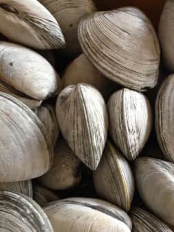 image of Little Neck Clams