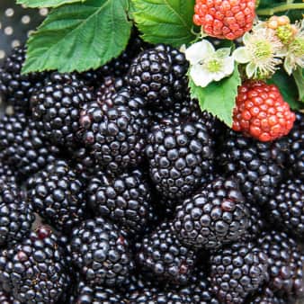 Lemonade (Blackberry)