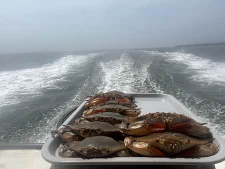 image of Maryland Soft Crabs