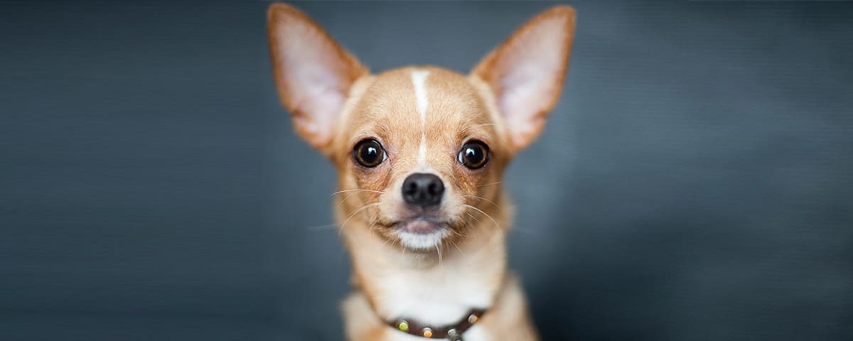 A chihuahua dog looking directly at the camera