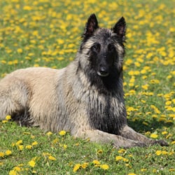 Aftershock belgian tervuren sales