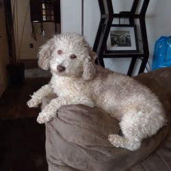 Merlin - Mini poodle