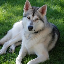 Embark Dog Dna Test Breed We try to keep this page as updated as possible, so you'll always know what is going on. embark dog dna test breed