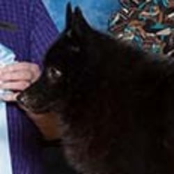 Safari schipperkes discount