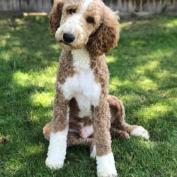 Sir Montgomer Of Magic Valley Goldendoodles