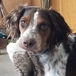 Brittany shorthaired pointer discount