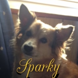 Sparky