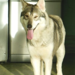 Embark Dog Dna Test Breed