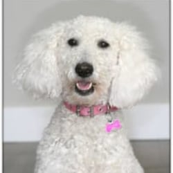 Lady Penny of Magic Valley Goldendoodles