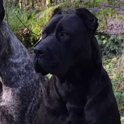 HOUFEK MASTIFFS MIESHA