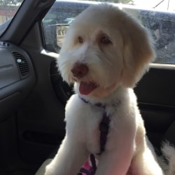 Miss Callie Jo of Magic Valley Goldendoodles