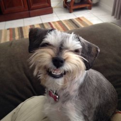 schnauzer cocker spaniel mix