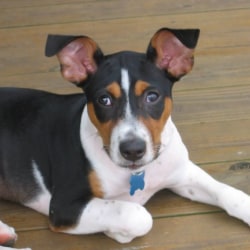 Basenji rat terrier sale