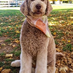 Miss Ginger of Magic Valley Goldendoodles