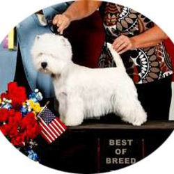 GCH Chalais' Chanel O' Ridgmar