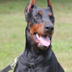 Superior Dobermans Man of War