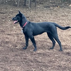 formosan mountain dog puppy for sale