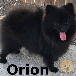 Cin Dur's Orion