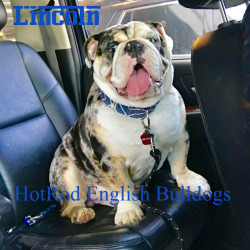 Lincoln of HotRod English Bulldogs