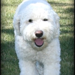 Lady Annie of Magic Valley Goldendoodles