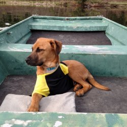 Embark Dog Dna Test Breed