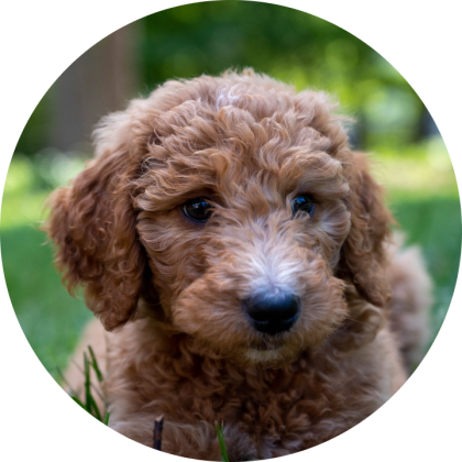 Goldendoodle Dog Breed Facts & Information