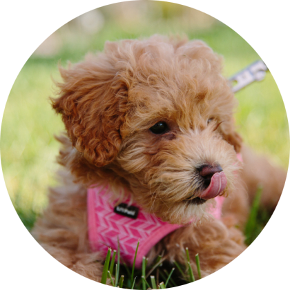 Teacup Toy Poodle Dog Breed Information, Characteristics & Facts