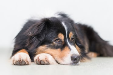 Australian Shepherd: Characteristics, Care & Photos