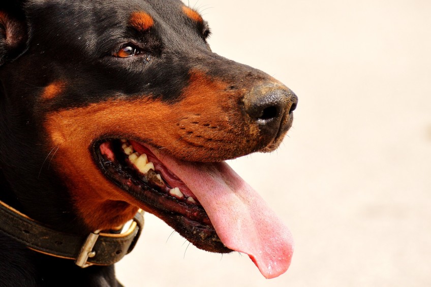 Doberman Dog Professional Bristle Brush for Grooming : Doberman Breed: Dog  Harness, Doberman Muzzle, Dog Collars