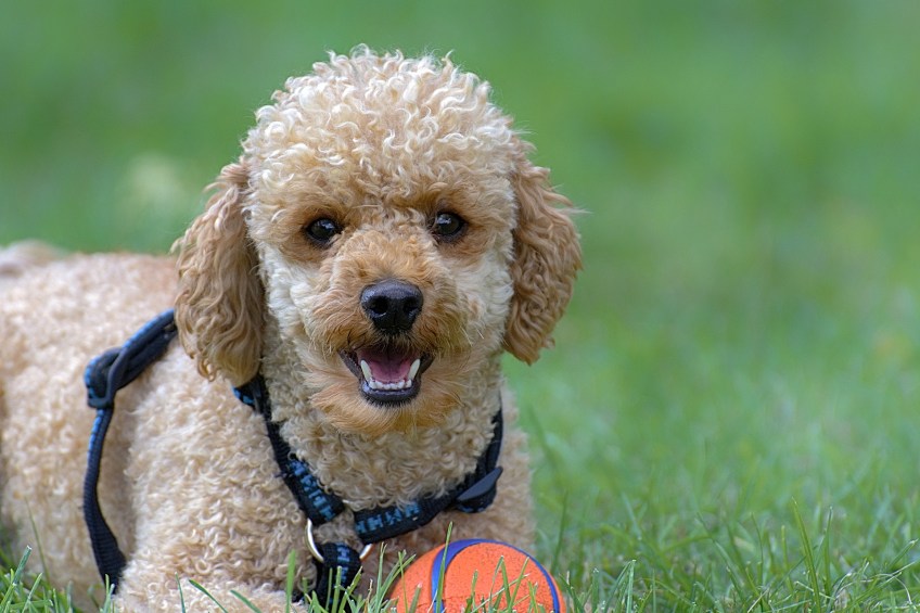 Toypoodle dog profile (character, diet, care)