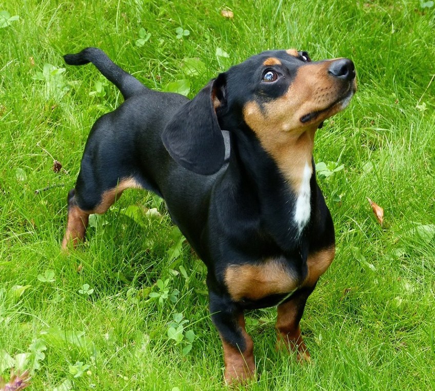 What To Buy For A New Dachshund Puppy?, by Dog Lovers Club