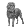 Affenpinscher