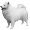 American Eskimo Dog