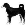 Appenzeller Sennenhund