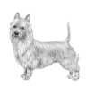 Australian Terrier