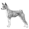 Basenji