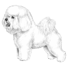 Bichon Frise