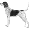 Bluetick Coonhound