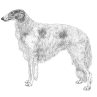 Borzoi