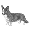 Cardigan Welsh Corgi