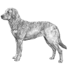 Chesapeake Bay Retriever