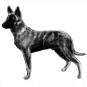 Dutch Shepherd