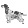 English Cocker Spaniel